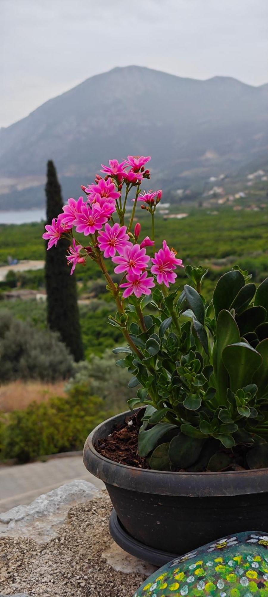 Melissafarm Guest House Epidaurus Esterno foto